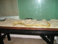 breeding0003.jpg