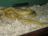 breeding0002.jpg