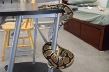 ReptilesArachnids 154.jpg