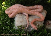 Jun08_0474 Coral Snow Cornsnake Peaches.jpg