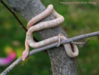 Feb07g-198 Neon pink cornsnake Peony.jpg