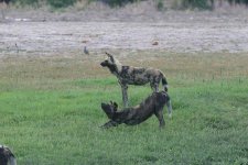 Africa Pictures 190.jpg