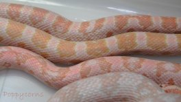 Mar08_1553 Neon x Coral male scales.jpg