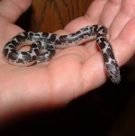 Kamaria 10-14-07 a-.jpg