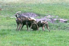 Africa Pictures 192.jpg