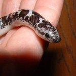 Kamaria 10-14-07 b.jpg