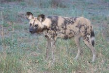 Africa Pictures 193.jpg