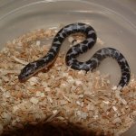 Kamaria 10-14-07 b-.jpg