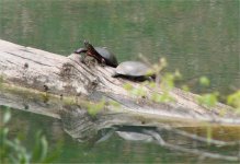 turtle1.jpg