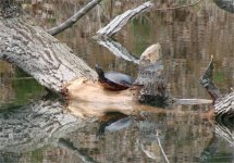 turtle2.jpg