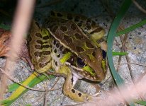 Frog 002cr.jpg