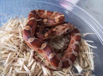 blaze 1st pic.jpg
