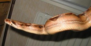 Boavr1(4).jpg