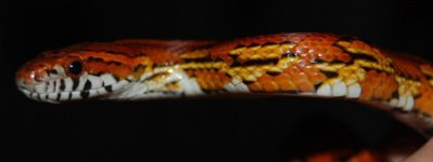 cropDSC_0044.jpg