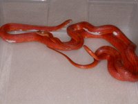 Pied Sided Blood X Pied Sided Blood (AV44)3.jpg