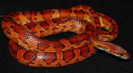 cropDSC_0238.jpg