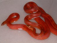 Pied-Sided Blood X Pied Sided Blood (AV44)1.jpg