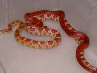 Pied Sided Blood X Ultramel (AV20)1.jpg