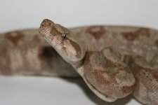 comp_IMG_4597.jpg