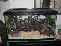 Lily's Viv800.jpg