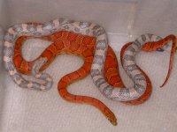Lavender POSS. het Sunkissed X Sunkissed (AW9).jpg