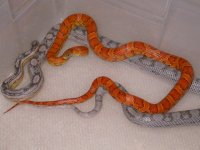 Sunkissed X Dilute Anery. Motley (AX5).jpg
