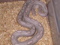 Lavender Motley.jpg
