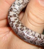 SCALES 2.jpg