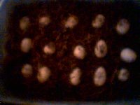 picture 1.jpg