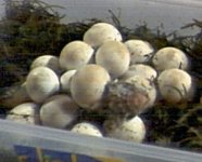 20 good eggs at day 58.jpg