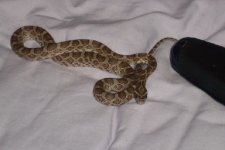 coil%201.jpg
