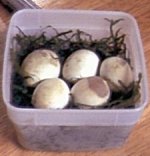 5 good eggs at day 58.jpg