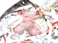 new_mamas_babies.jpg