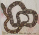 mojave01.jpg