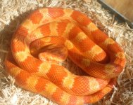 Levi Coiled.JPG
