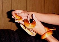 Snakepic1A.jpg