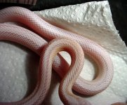 yeti-exc-colors-viv-3`8`04.jpg
