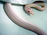 yet-good-viv-3`8`04.jpg