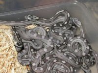 Blue and Anery Motleys.jpg