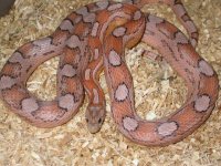 Pastel Blue Motley.jpg