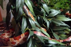 snake02enhanced.jpg
