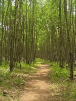 enchanted forest.jpg
