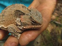 hornytoad1.jpg