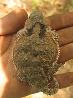 hornytoad2.jpg