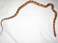 snake1.jpg