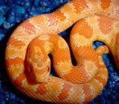 marmalade-good-most-arial-b.jpg