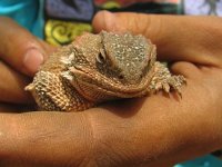 hornytoad3.jpg