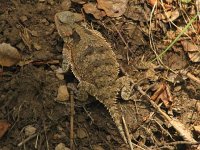hornytoad4.jpg