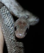 Pewter_Headshot (Sm)_0334.jpg