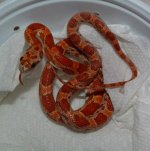 Qismat 01-15-08 a.jpg